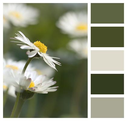 Flower Daisies Leucanthemum Vulgare Image